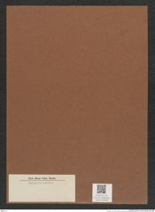 Diatomeae indet. Zeichnungen Sammlung Grunow Mappe 03608 (Herbarium_W_Grunow_drawings_Folder_03608)